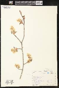 Amelanchier laevis image