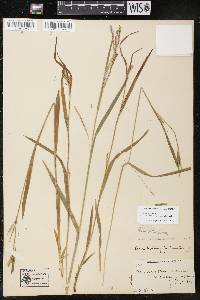 Carex arctata image