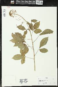 Cleome virens image