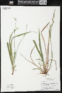 Carex leptonervia image