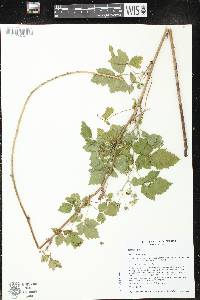 Rubus caesius image