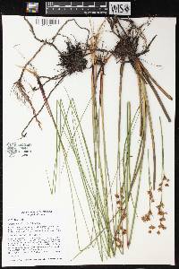 Cladium mariscoides image