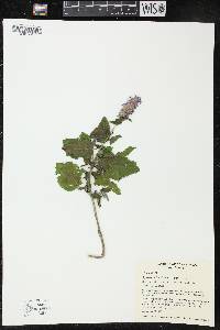 Agastache rugosa image