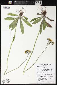 Hieracium caespitosum image