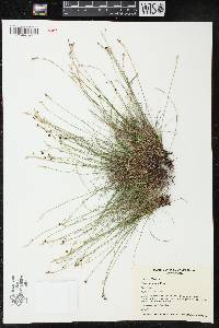 Carex eburnea image