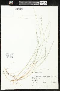 Carex pauciflora image