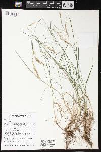 Poa nemoralis image