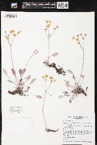 Eriogonum strictum image