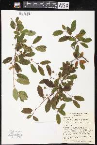 Ilex mucronata image