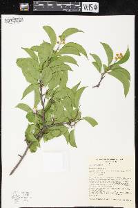 Celastrus scandens image