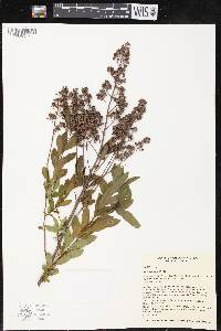 Spiraea alba image