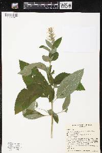 Teucrium canadense var. canadense image