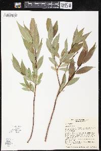 Salix lucida image