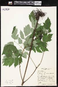 Actaea rubra image