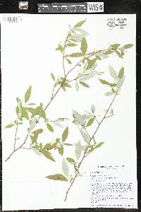 Elaeagnus umbellata image