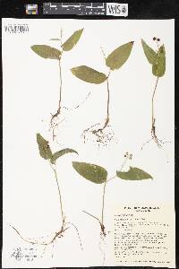 Maianthemum canadense image