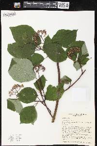 Cornus rugosa image