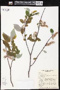 Salix pyrifolia image