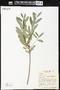 Salix pedicellaris image