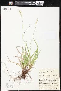 Carex peckii image