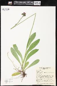 Hieracium aurantiacum image