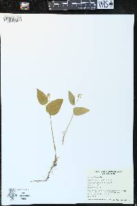 Maianthemum canadense image