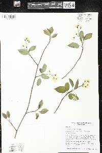 Amelanchier laevis image