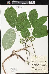 Aralia nudicaulis image