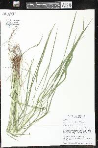 Festuca subverticillata image