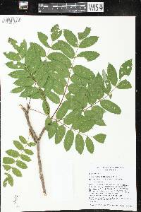 Sorbus decora image