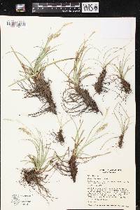 Carex cherokeensis image