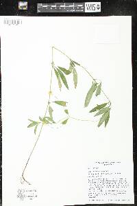 Lysimachia lanceolata image