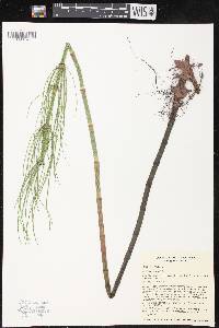 Equisetum fluviatile image