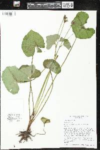 Caltha palustris image