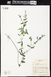 Scutellaria galericulata image