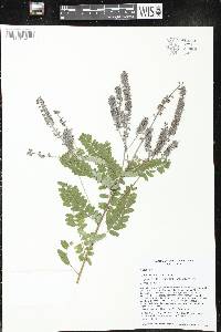 Amorpha canescens image