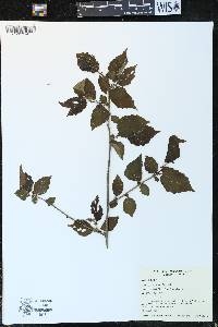 Corylus cornuta image