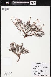 Eriogonum thymoides image