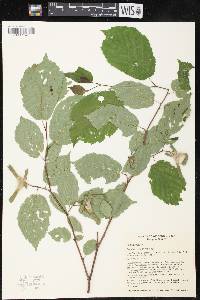 Corylus cornuta image