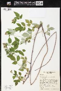 Rubus occidentalis image