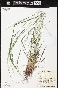 Festuca subverticillata image