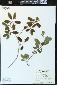 Ilex mucronata image