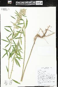 Lespedeza capitata image