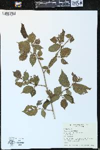 Corylus cornuta image