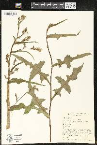 Lactuca biennis image