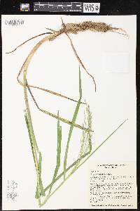 Glyceria canadensis image