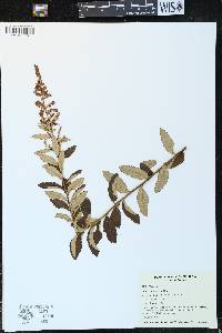 Spiraea tomentosa image