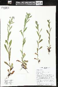 Myosotis scorpioides image