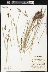 Juncus brachycephalus image