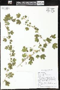 Ribes missouriense image